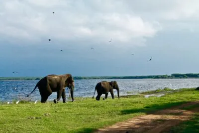 Sri Lanka Tissamaharama Twee Olifanten Lopend