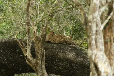 Sri Lanka Wilpattu National Park Luipard Liggend Op Een Boom