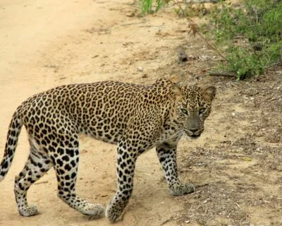 Sri Lanka Yala National Park Luipaard Kijkend In Camera Lopend