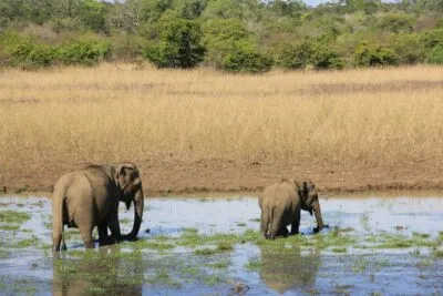 Sri Lanka Yala National Park Olifanten In Het Water