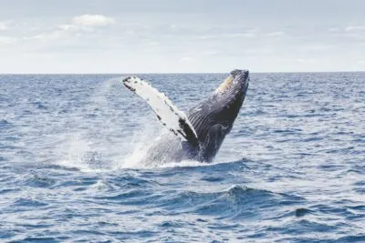 Walvis Boven Het Water Springend Wit