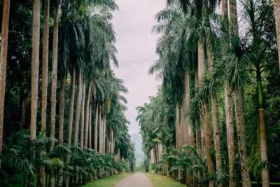Palm Alley In Botanical Garden, Kandy Sri Lanka