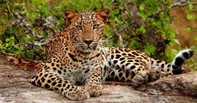 Luipaard in Yala National Park, Sri Lanka.